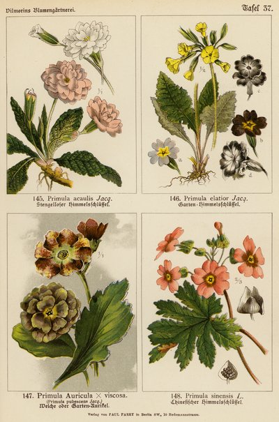 Primula Acaulis, Primula Elatior, Primula Auricula x Viscoa, Primula Pubescens, Primula Sinensis (színes litográfia) alkotó: (after) German School