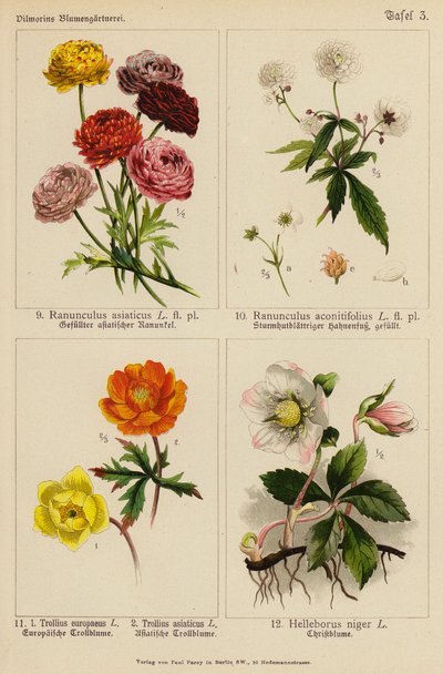 Ranunculus Asiaticus, Ranunculus Aconitifolius, Trollius Europeaeus, Trollius Asiaticus, Helleborus Niger (színes litográfia) alkotó: (after) German School