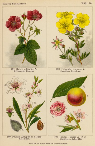 Rubus Odoratus, Potentilla Fruticosa, Prunus Amygdalus, Prunus Persica (színes litográfia) alkotó: (after) German School