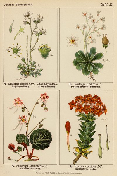 Saxifraga Decipiens, Saxifraga Hypnodes, Saxifraga Umbrosa, Saxifraga Sarmentosa, Rochea Coccinea (színes litho) alkotó: (after) German School