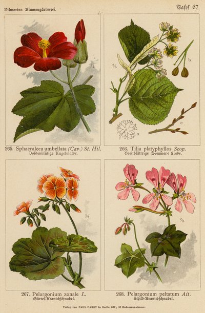 Sphaeralcea Umbellata, Tilia Platyphyllos, Pelargonium Zonale, Pelargonium Peltatum (színes litográfia) alkotó: (after) German School