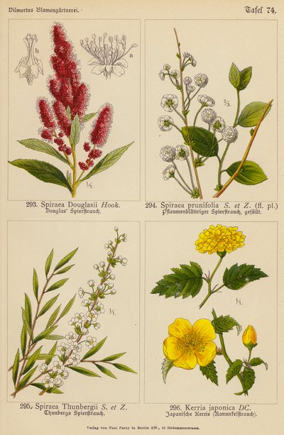 Spiraea Douglasii, Spiraea Prunifolia, Spiraea Thunbergii, Kerria Japonica (színes litó) alkotó: (after) German School