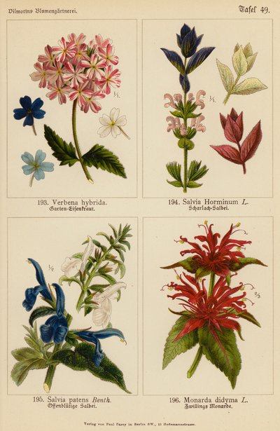 Verbena Hybrida, Salvia Horminum, Salvia Patens, Monarda Didyma (színes litográfia) alkotó: (after) German School