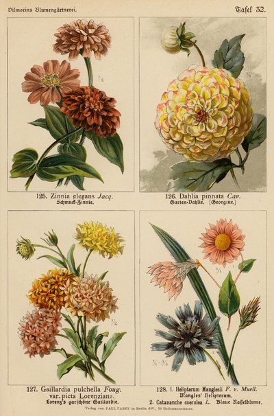 Zinnia Elegans, Dahlia Pinnata, Gaillardia Pulchella, Helipterum Manglesii, Catananche Coerulea (színes litográfia) alkotó: (after) German School