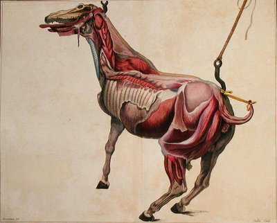 Nyúzott ló, Philippe-Etienne Lafosse (1738-1820) „Cours d