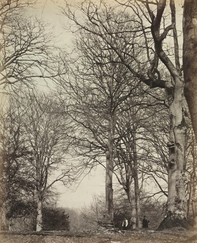Adelaide királyné bükkje, 1864 előtt. alkotó: 14th Earl of Caithness James Sinclair