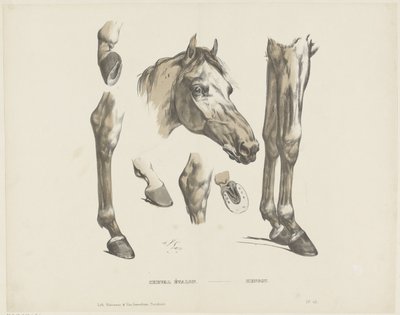 Mén ló / Hengst (cím a tárgyon) alkotó: A. van Loco
