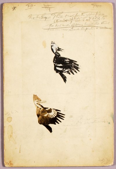 2 Rush stencil, tanulmányi mappa a Concealing Coloration in the Animal Kingdom című könyvhöz alkotó: Abbott Handerson Thayer