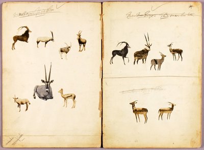 Antilopok, tanulmányi mappa a Concealing Coloration in the Animal Kingdom című könyvhöz alkotó: Abbott Handerson Thayer