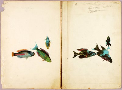 HALAK, tanulmánygyűjtemény a Concealing Coloration in the Animal Kingdom című könyvhöz alkotó: Abbott Handerson Thayer