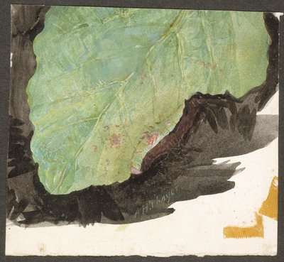 Heterocampa Biundata, Walker, tanulmány a Concealing Coloration in the Animal Kingdom című könyvhöz. alkotó: Abbott Handerson Thayer
