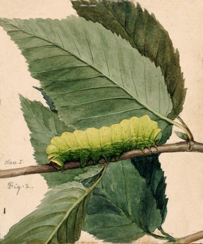 Lunar Caterpillar, tanulmány a Színezés elrejtése az állatvilágban könyvhöz, n.d. alkotó: Abbott Handerson Thayer