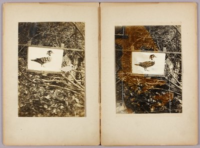 Stencil Ducks, tanulmányi mappa a Concealing Coloration in the Animal Kingdom című könyvhöz alkotó: Abbott Handerson Thayer