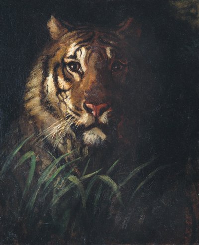 Tigrisfej, kb. 1874. alkotó: Abbott Handerson Thayer