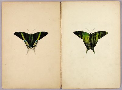 Uránia-moly, tanulmányi mappa az „Álcázó színeződés az állatvilágban” című könyvhöz alkotó: Abbott Handerson Thayer