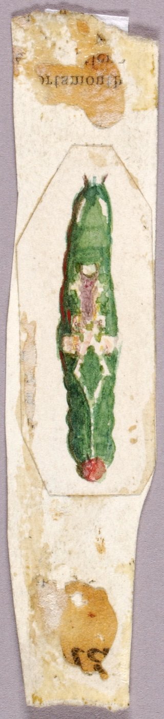 Fehér nyírlevél szélű hernyó, tanulmány a Színezés elrejtése az állatvilágban könyvhöz. alkotó: Abbott Handerson Thayer