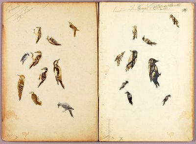 Harkály, tanulmánymappa az Álcázó színezet az állatvilágban című könyvhöz alkotó: Abbott Handerson Thayer