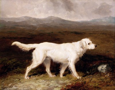 Charles Brett fehér angol szetter „Sam” egy lápvidéki tájon alkotó: Abraham Cooper