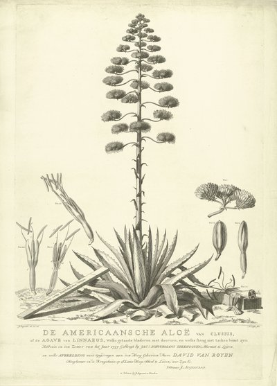 Virágzó amerikai aloe, 1757 Clusius amerikai aloéja, vagy Linné agavéja (...) 1757 nyarán virágzott Jac: Schuurmans Stkehooven, leideni virágüzlet (cím a tárgyon) alkotó: Abraham Delfos