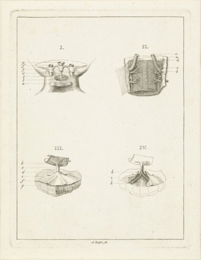 Növények keresztmetszete alkotó: Abraham Delfos