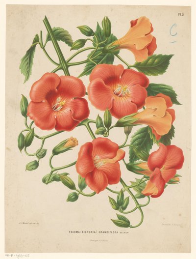 Bignonia Tecoma (bignonia) grandiflora (cím a tárgyon) alkotó: Abraham Jacobus Wendel