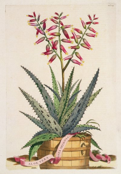 Aloe Vera Costa Spinosa, a Phytographia Curiosa-ból, 1702-ben megjelent (színes metszet) alkotó: Abraham Munting