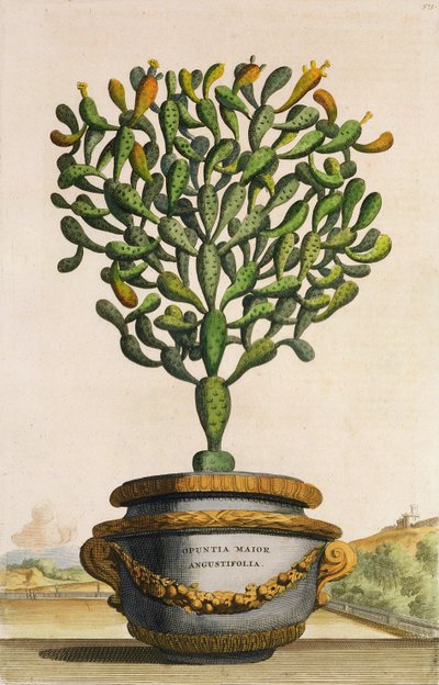 Opuntia Maior Augustifolia, a Phytographia Curiosa-ból, 1702-ben jelent meg alkotó: Abraham Munting