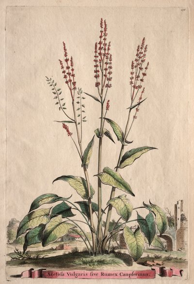 Phytographia Curiosa: Acetosa Vulgaris sive Rumex Canpferinus. alkotó: Abraham Munting
