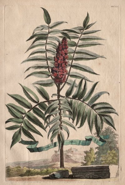 Phytographia Curiosa: Sumach Arbor alkotó: Abraham Munting