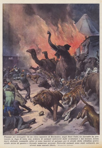 Lángok a menazsériában! alkotó: Achille Beltrame