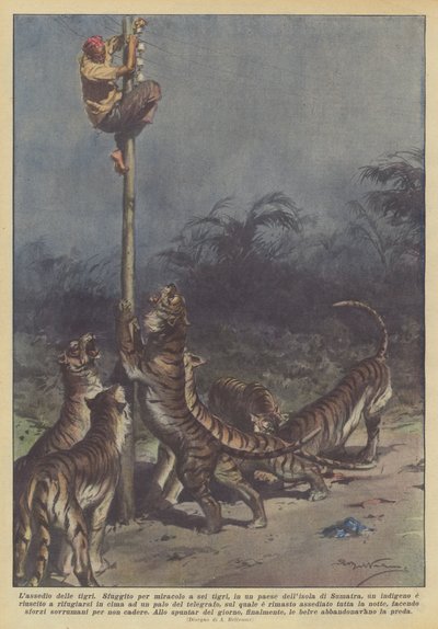 A tigrisek ostroma alkotó: Achille Beltrame
