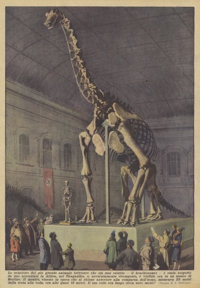 A valaha élt legnagyobb szárazföldi állat, a brachiosaurus csontváza? alkotó: Achille Beltrame