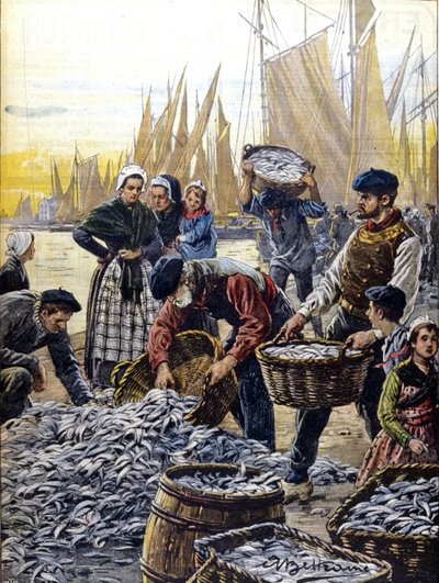 Szardínia halászata Bretagne-ban 1903-ban, Achille Beltrame illusztrációja alkotó: Achille Beltrame