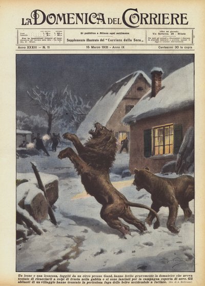 Egy Gent melletti cirkuszból megszökött oroszlán és oroszlán súlyosan megsebesítette a szelídítőt, ki? alkotó: Achille Beltrame
