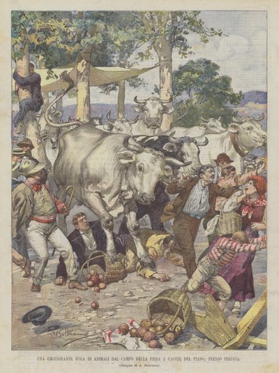 Izgalmas menekülés állatok számára a Campo della Fiera-ból, Castel del Piano-ban, Perugia közelében alkotó: Achille Beltrame