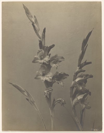 [Gladiolus] alkotó: Achille Quinet