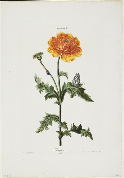 Papauer I. 106. Morpheus, Hortus Nitidissimis, 1773 (kézzel színezett metszet) alkotó: Adam Louis Wirsing