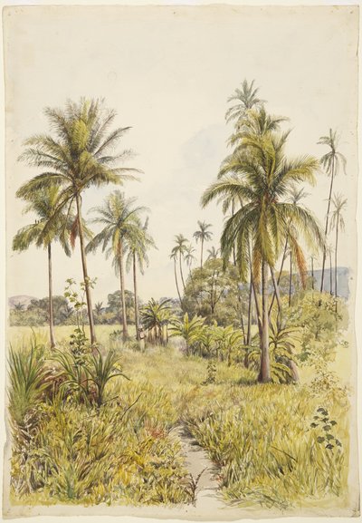 Pálmafák, Colima (akvarell) alkotó: Adela Breton