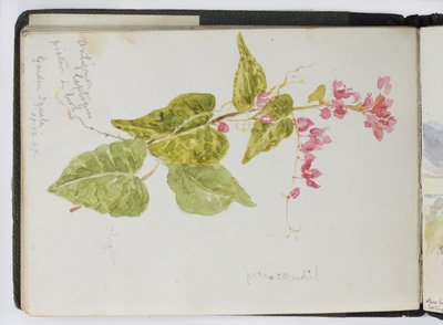 Akvarell vázlatfüzet, rajzok és jegyzetek, Mexikó, 1896-1898 (akvarell) alkotó: Adela Breton