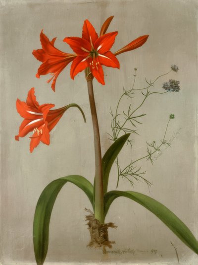 Amaryllis és Gilia alkotó: Adolf Senff