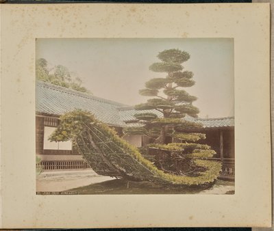 Fenyőfa, Kinkakuji alkotó: Adolfo Farsari