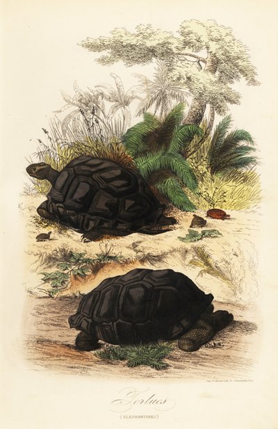 Aldabra óriásteknős, Aldabrachelys gigantea, sebezhető alkotó: Adolph (after) Fries