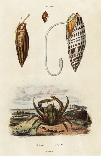 Gérfahéjak és zöld kapaszkodó rák, 1834-1839 (metszet) alkotó: Adolph (after) Fries