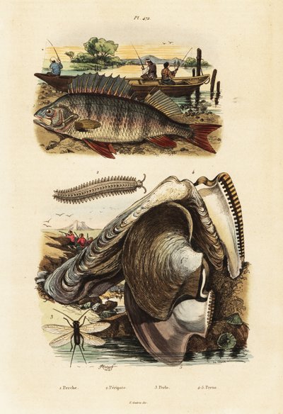 Sügér, gyöngy osztriga, bársonyféreg és csipkefűzés., 1834-1839 (metszet) alkotó: Adolph (after) Fries