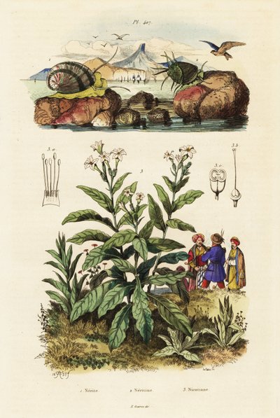 Tengeri csigák és dohánynövény. ,1834-1839 (metszet) alkotó: Adolph (after) Fries