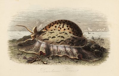 Tigris cowrie, Cypraea tigris alkotó: Adolph (after) Fries