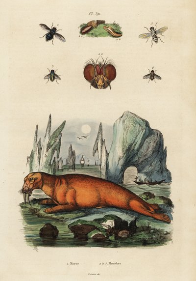 Rozmár és legyek. ,1834-1839 (metszet) alkotó: Adolph (after) Fries