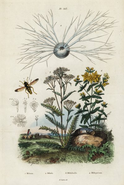 Cickafarkfű, orbáncfű, foraminifera és légy, 1834-1839 (metszet) alkotó: Adolph (after) Fries