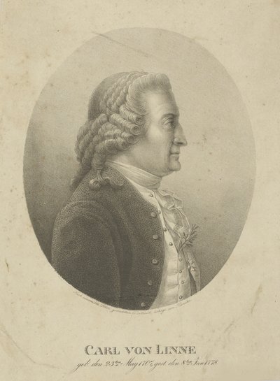 Carl Linnaeus portréja 1707-1778, c. 1800. alkotó: Adolph Friedrich Kunike