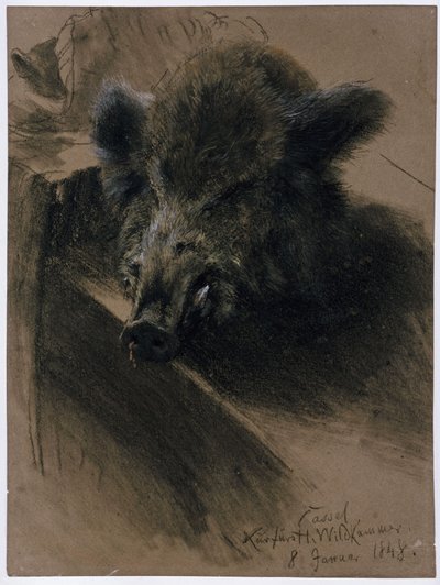 Egy vaddisznó feje a kasseli választófejedelmi vadászteremben alkotó: Adolph Menzel